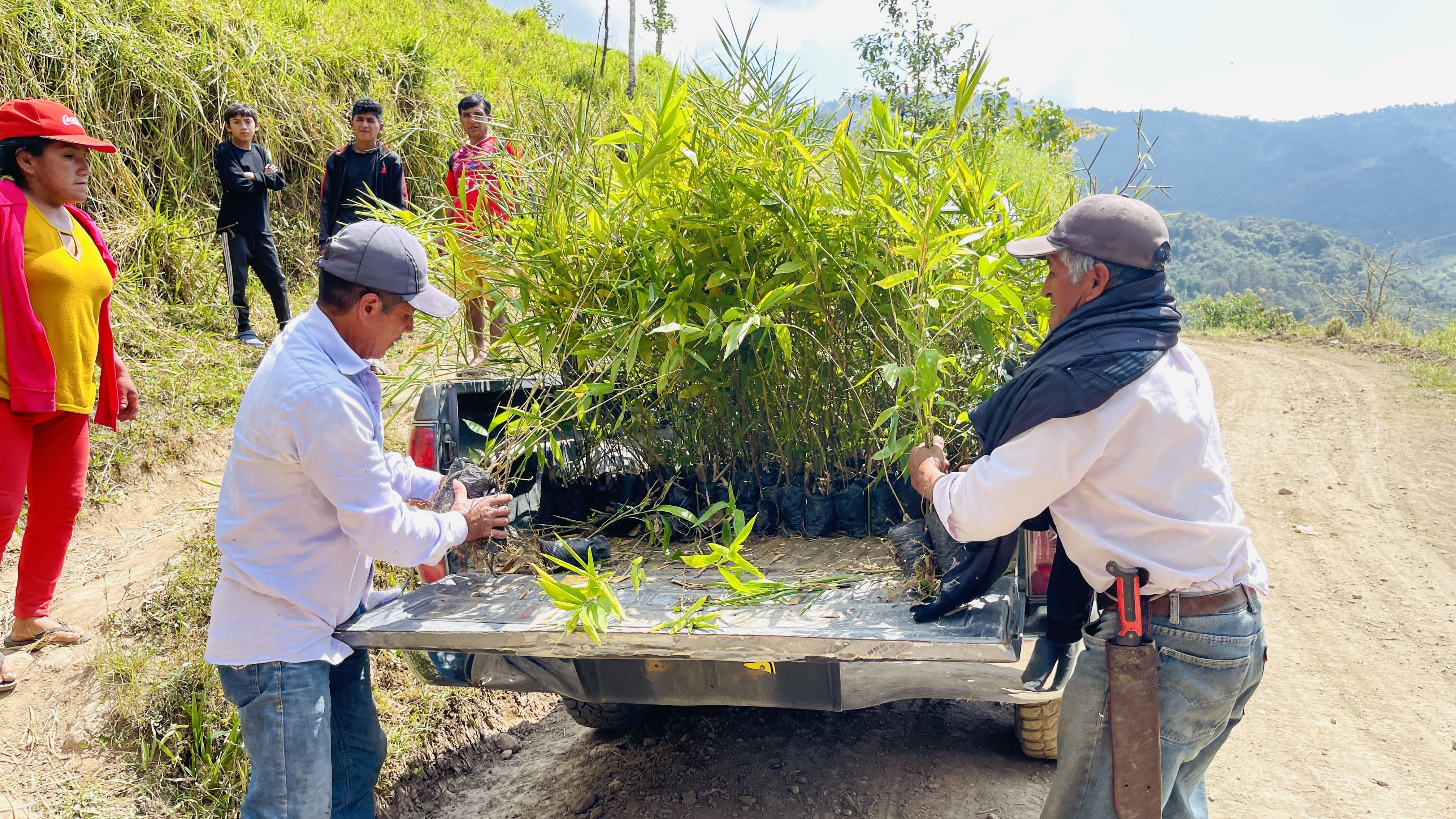 EPS Marañón a través del proyecto MERESE ha sembrado hasta la fecha 10 mil plantones de bambú en la cuenca Amojú.
